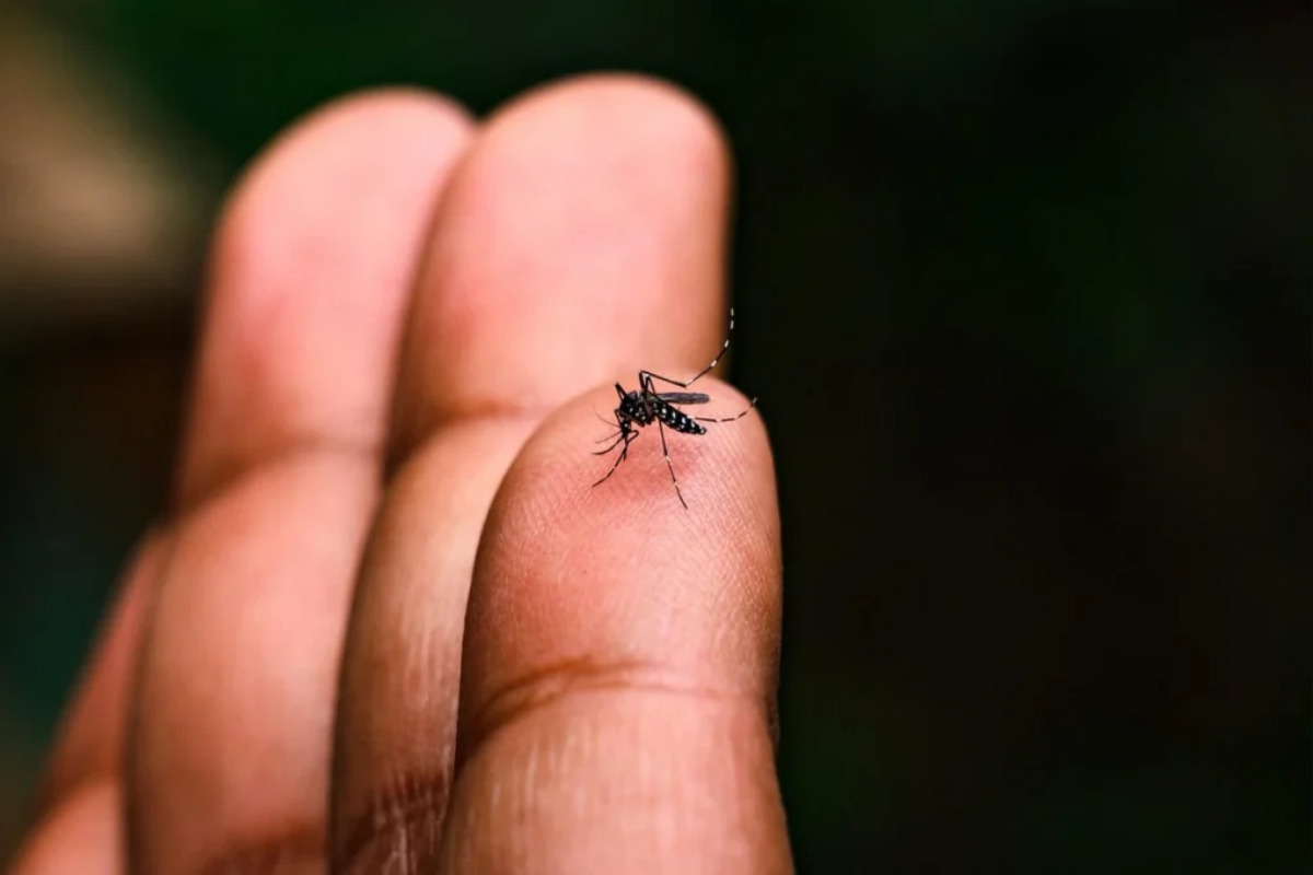Dengue baja 30% en México, pero advierten repunte para 2027