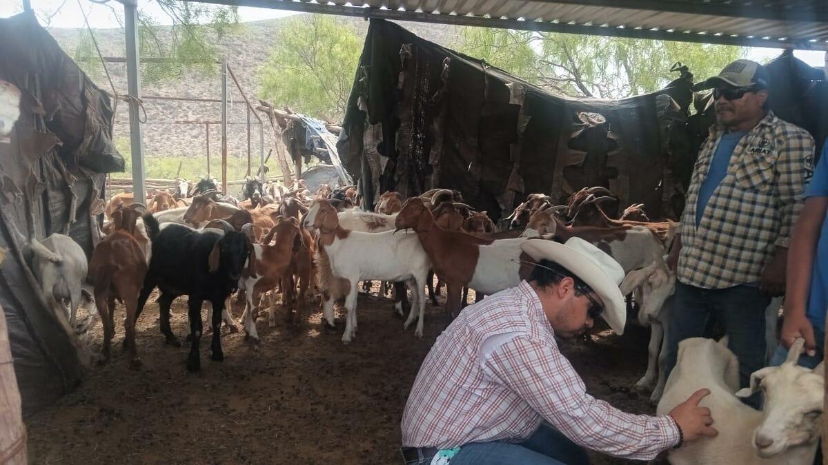 Subsidian barrido contra gusano barrenador en la Región Centro