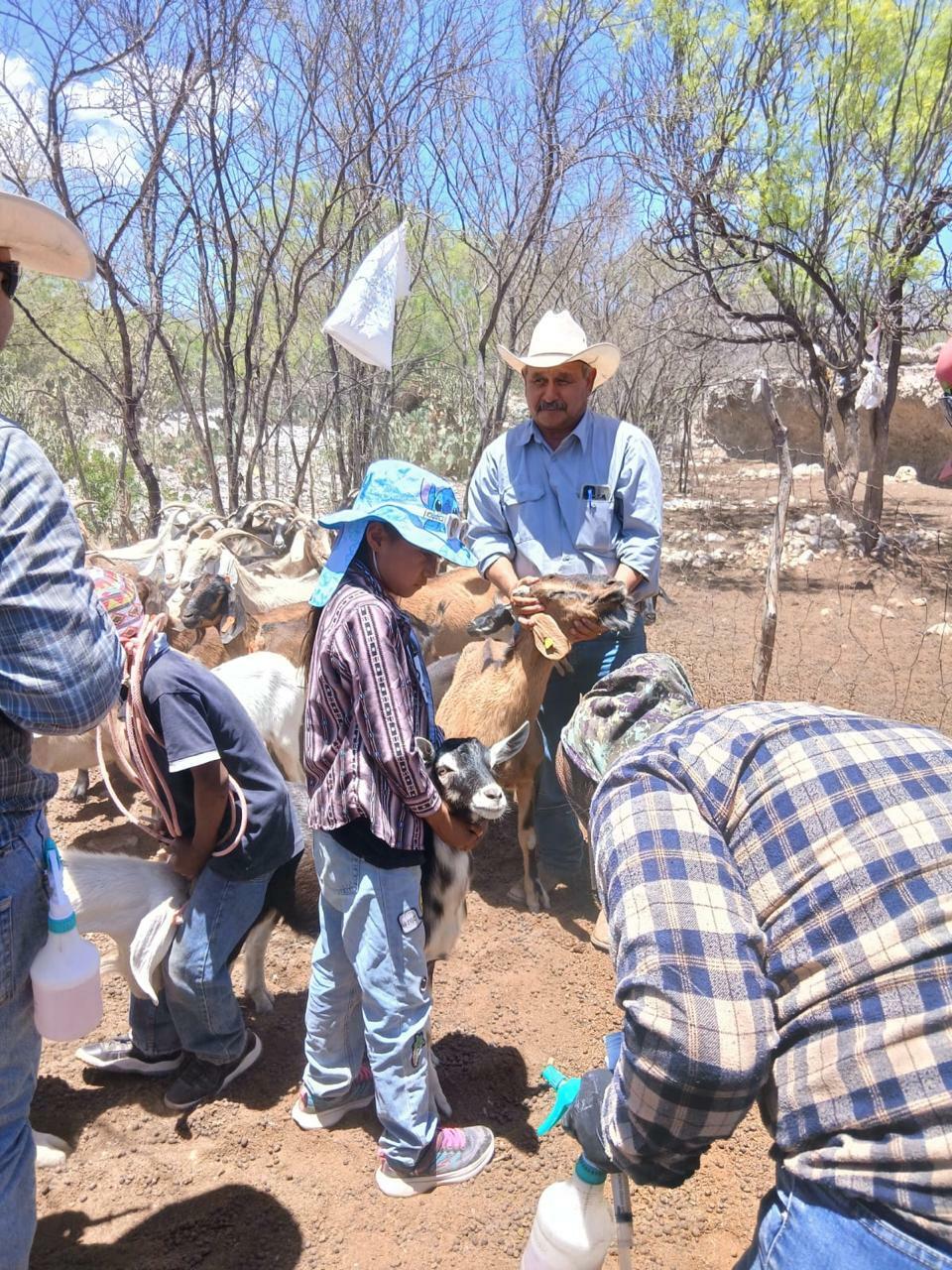 Gusano barrenador