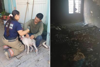 Bomberos rescatan a dos perritos durante incendio de vivienda