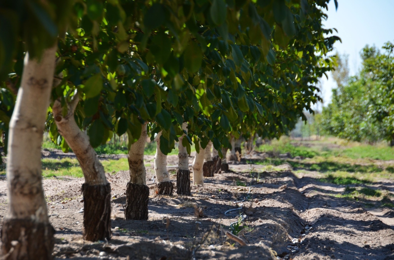 Productores de nuez en Monclova esperan fuerte cosecha en septiembre y siguen atentos a arancel de China