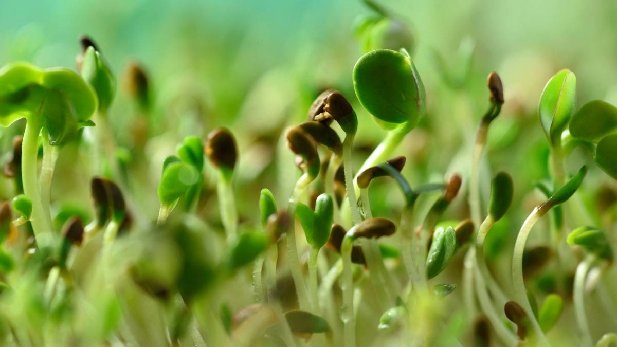 Brotes de alfalfa relacionados con casos de E. coli y salmonela