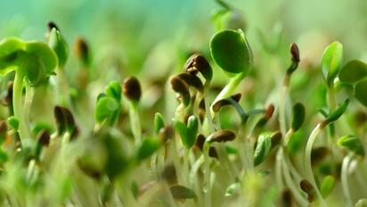 Brotes de alfalfa relacionados con casos de E. coli y salmonela