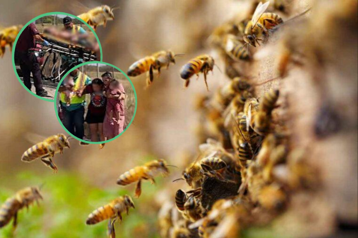 Enjambre de abejas ataca a familia; padre lucha por su vida