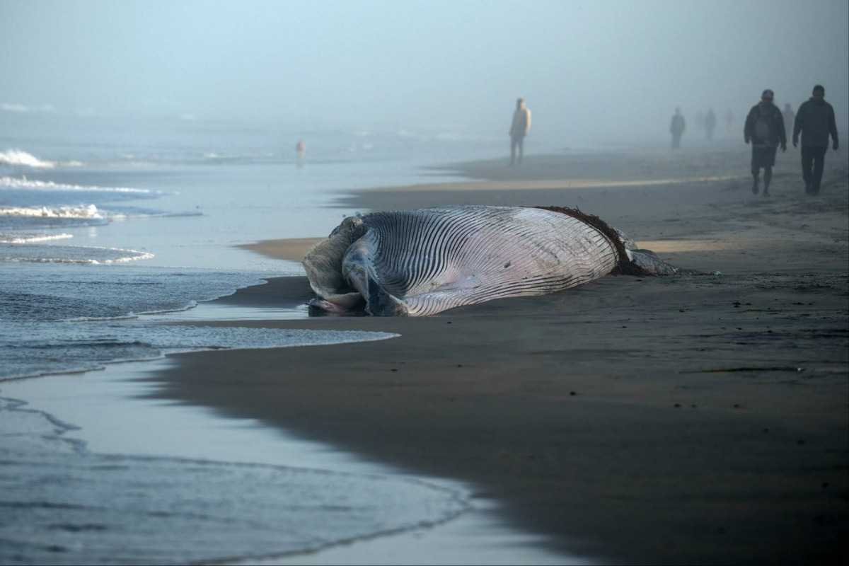 ¿Qué pasó? Ballena de 12 metros aparece muerta en Tijuana