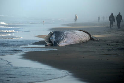 ¿Qué pasó? Ballena de 12 metros aparece muerta en Tijuana