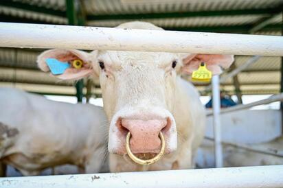 GUSANO BARRENADOR El operativo contra el gusano barrenador mantiene bajo control los casos, con miles de animales atendidos en Coahuila. Coahuila mantiene bajo vigilancia