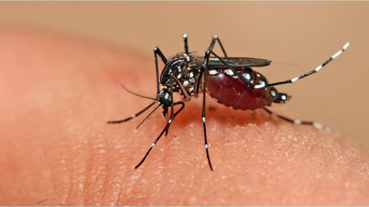 ¿La segunda vez que da dengue es más peligrosa?