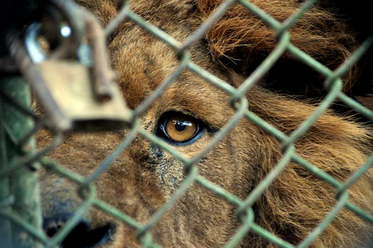¿Qué pasará con los 135 animales exóticos hallados en Tamaulipas?