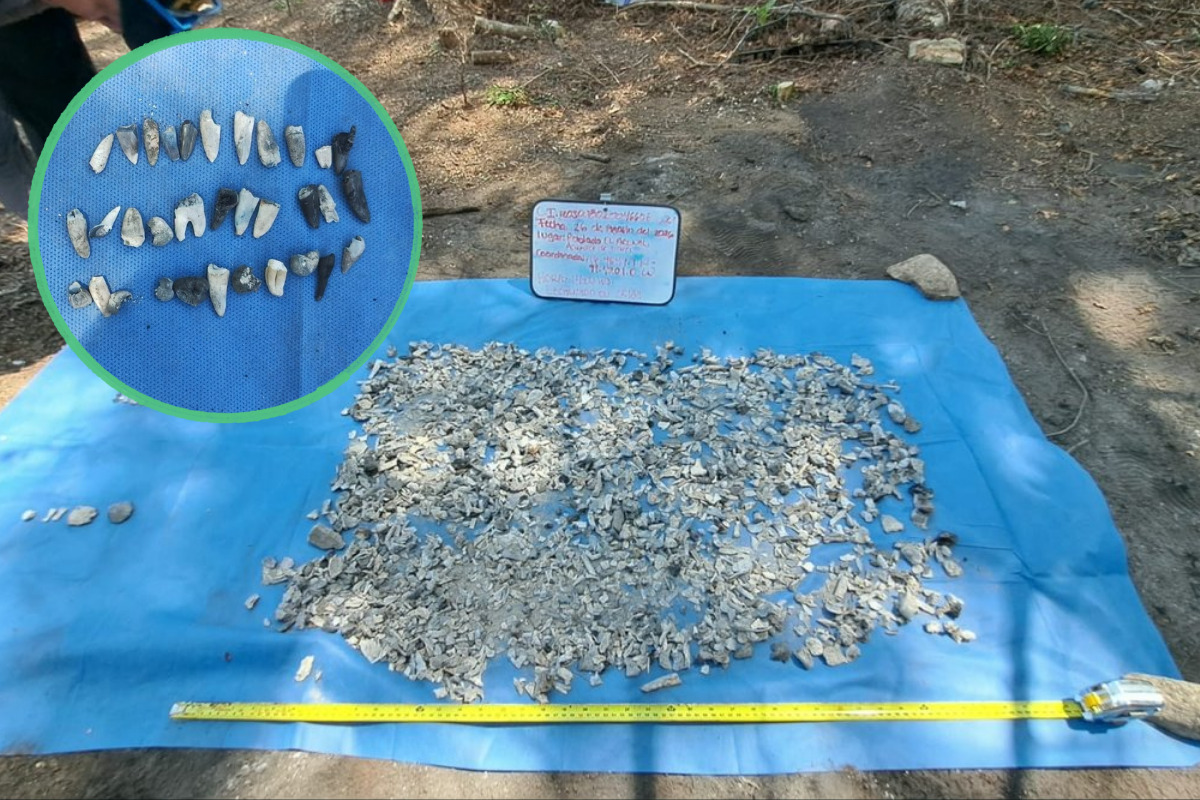 Localizan más de 100 fragmentos óseos durante rastreo en Acapulco