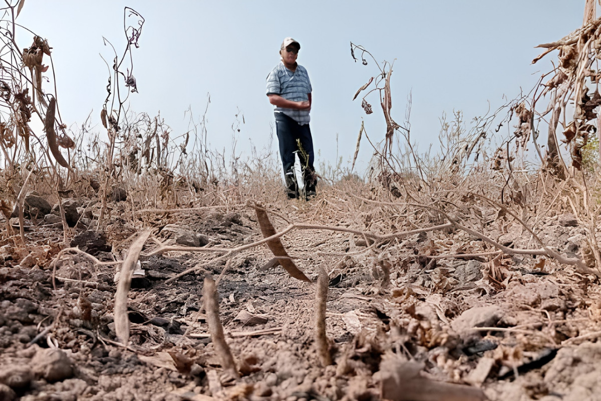 Soconusco enfrenta pérdidas agrícolas por sequía extrema