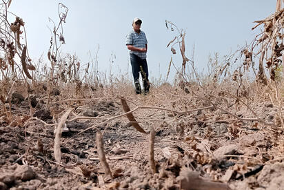 Soconusco enfrenta pérdidas agrícolas por sequía extrema