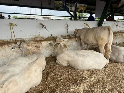 Productores de San Buenaventura refuerzan medidas sanitarias para estar listos ante una posible reapertura fronteriza.  Los ganaderos de San Buenaventura están
