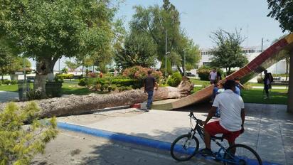 Árbol de gran tamaño cayó en la gran plaza