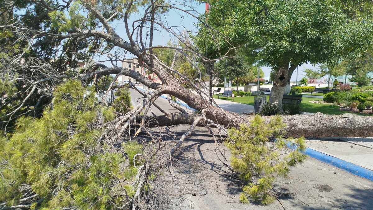 Caída: El ejemplar quedó sobre parte de la vialidad, por lo que fue necesario restringir el paso en uno de los carriles.