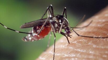 Vacuna contra el dengue entra al Compendio Nacional en México; ¿Qué significa esto?