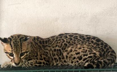 Profepa emite dictamen sobre 135 animales rescatados en Tamaulipas