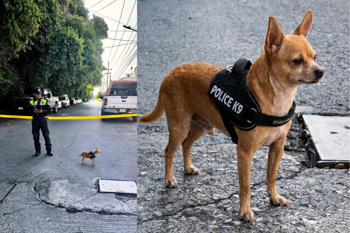 Nicky, el pequeño policía que vigila la Ruta Recreativa de Saltillo
