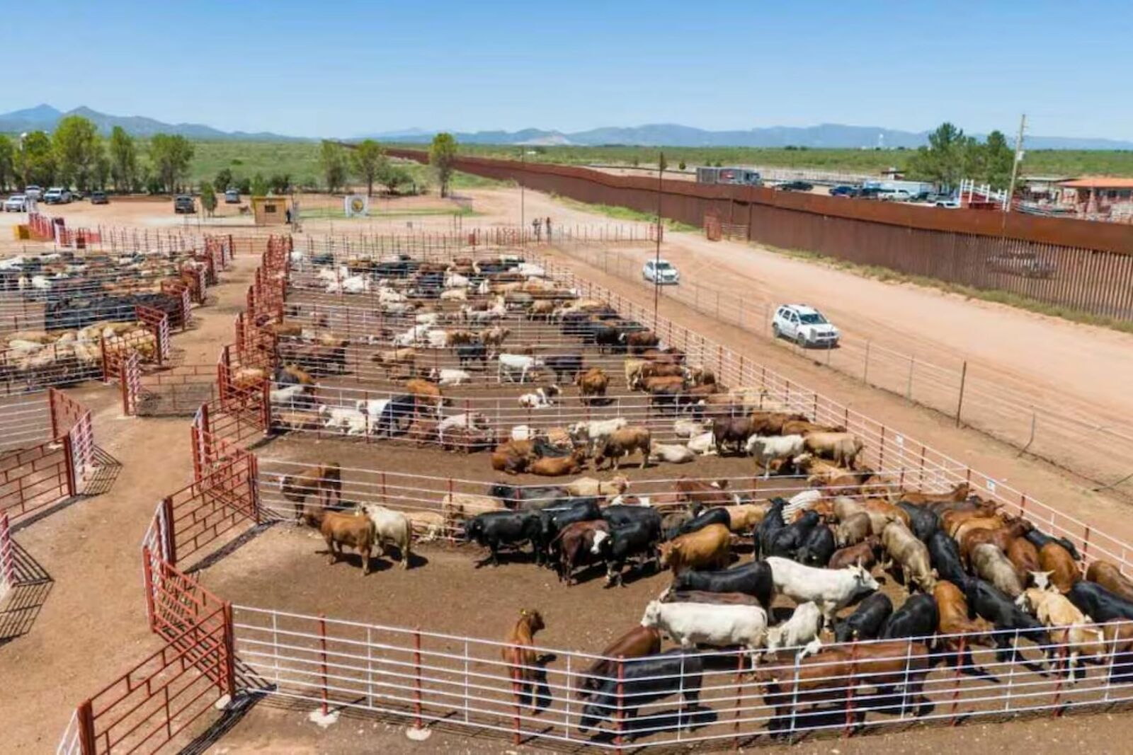 Freno al cruce de ganado a EU afecta exportaciones en Agua Prieta, Sonora