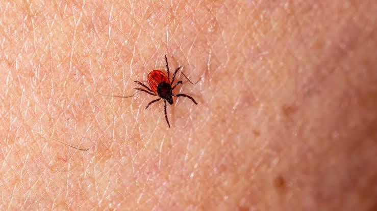 Vigilan nuevos casos probables de rickettsiosis en Piedras Negras y la región