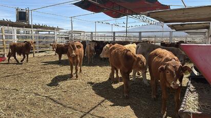 El apoyo contempla hasta 200 animales de manera gratuita para cada productor.  Productores ganaderos de la Región Centro fortalecen las acciones preventivas
