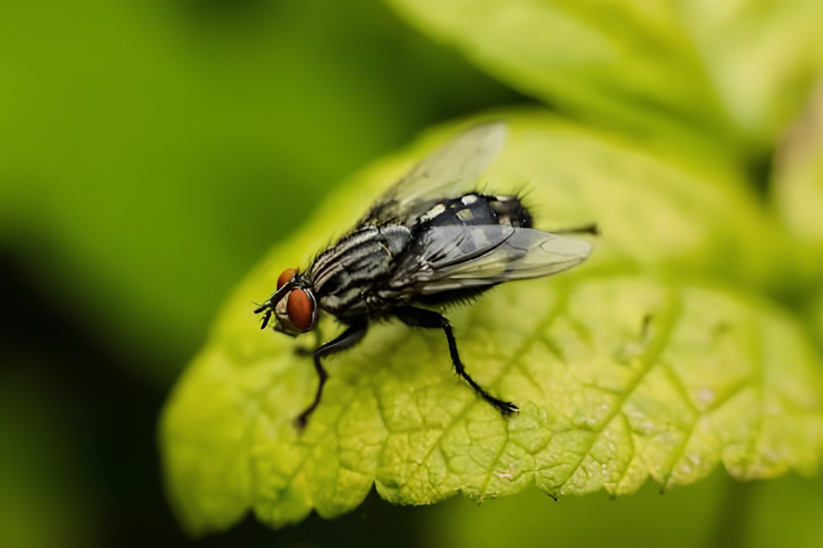 Chiapas acelera producción de moscas para frenar al gusano barrenador
