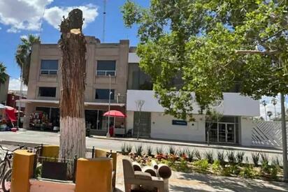 Torreón inicia remediación tras retiro de sabino centenario en Plaza de Armas