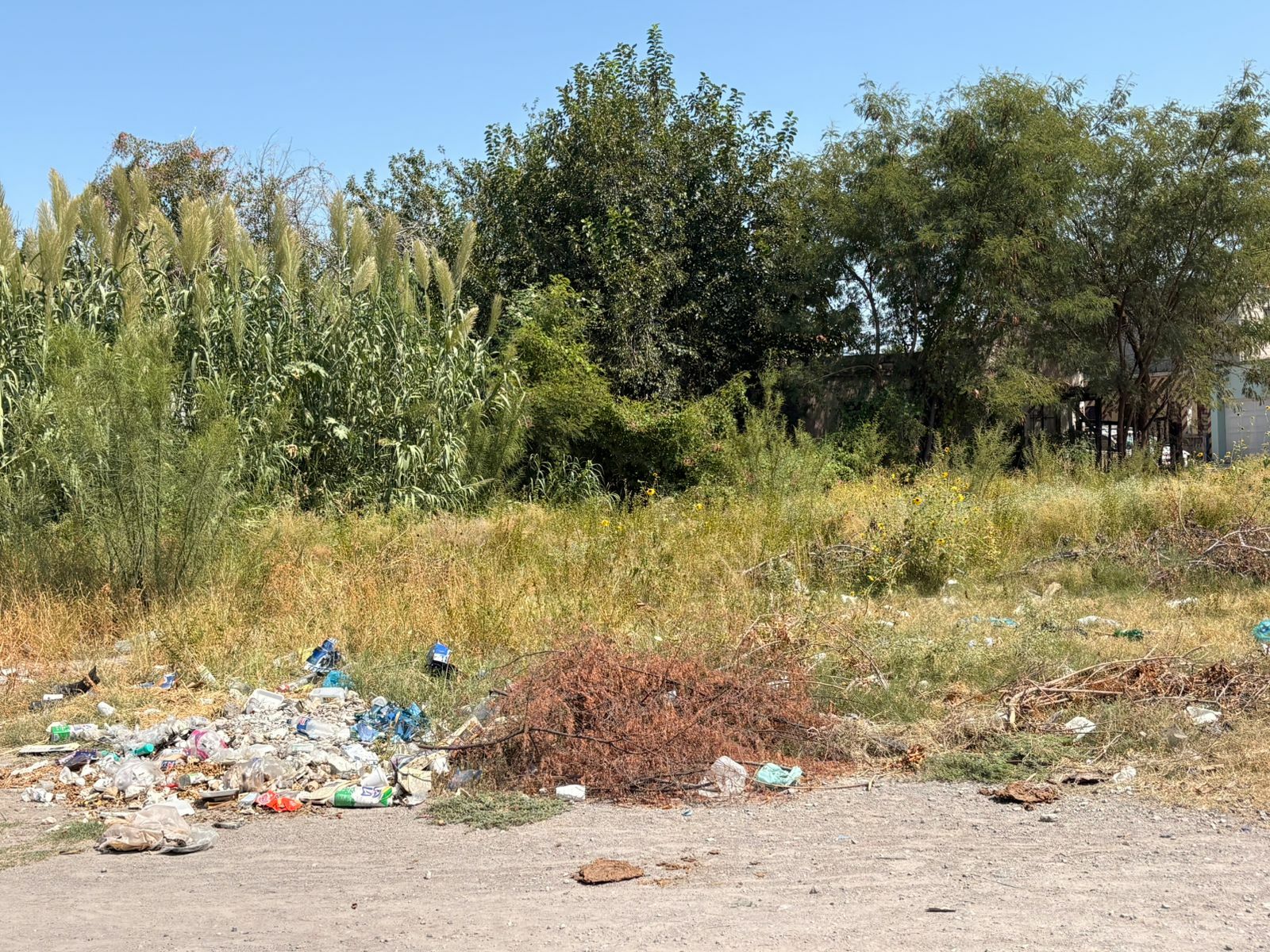 Ecología