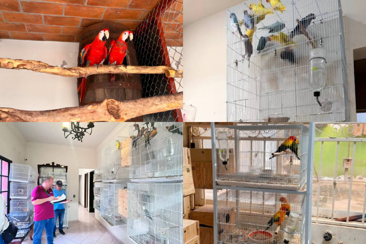 Hallan más de 200 aves exóticas en una casa de Mazatlán