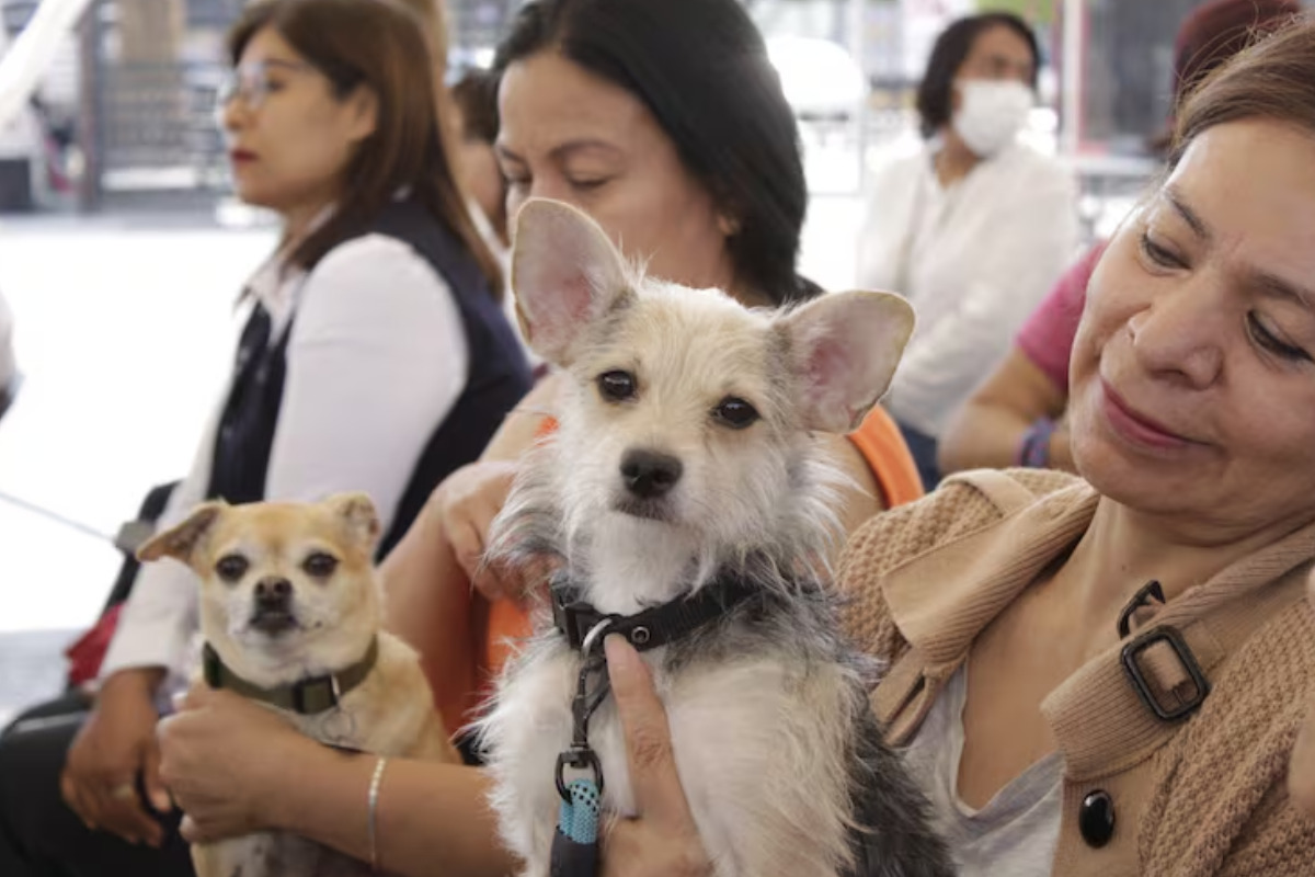 Abre Acapulco plataforma digital y gratuita para el registro oficial de mascotas