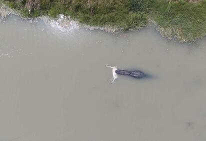 Captan enorme reptil con un venado en el Río Bravo