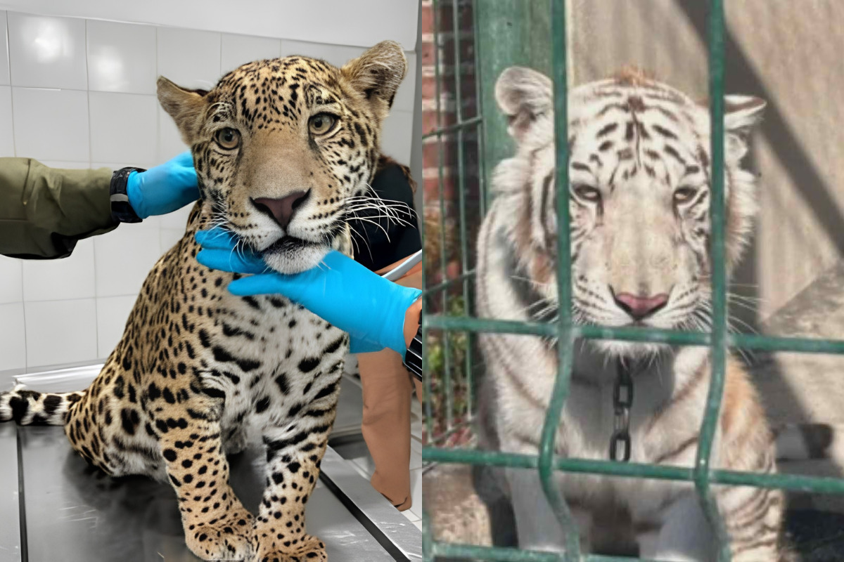 Fiscalía rescata cachorro de jaguar y tigre de bengala en Michoacán