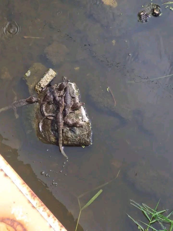 Pescadores modifican sus jornadas ante presencia de cocodrilos en el Río Bravo