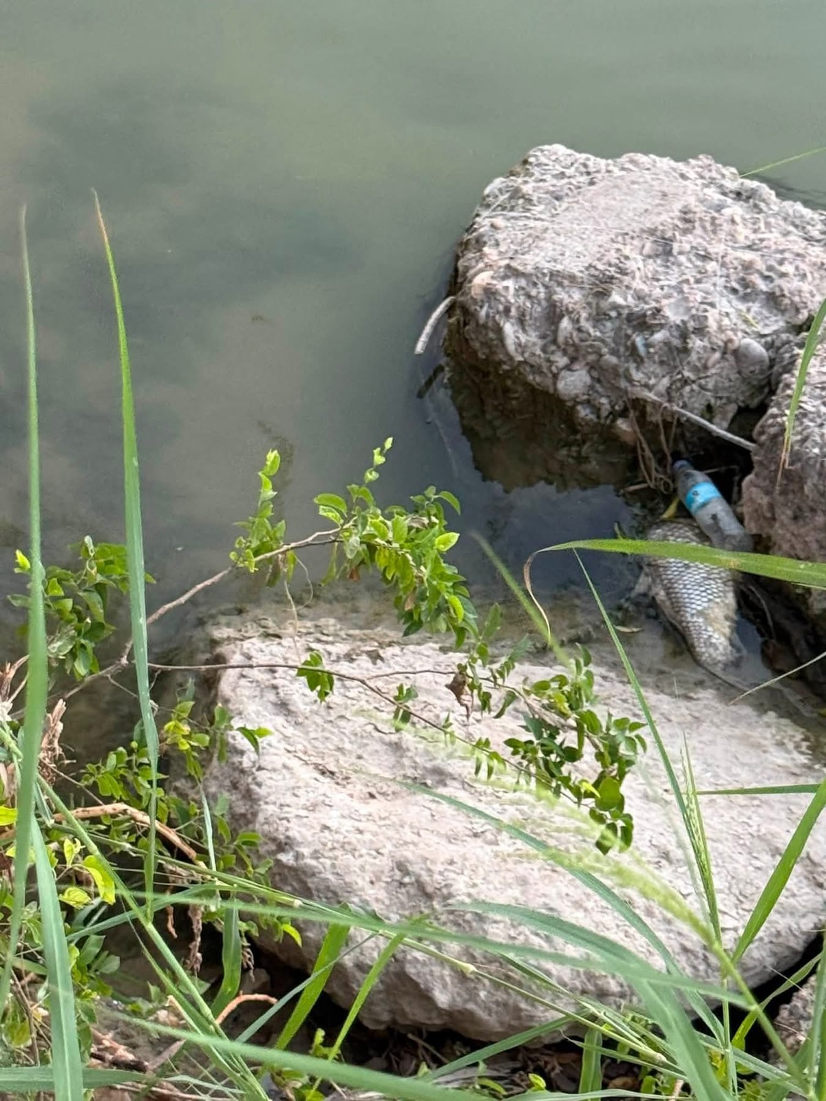 Pesca: Han referido que, ante los avistamientos de estos reptiles, la pesca deberá realizarse bajo condiciones distintas.