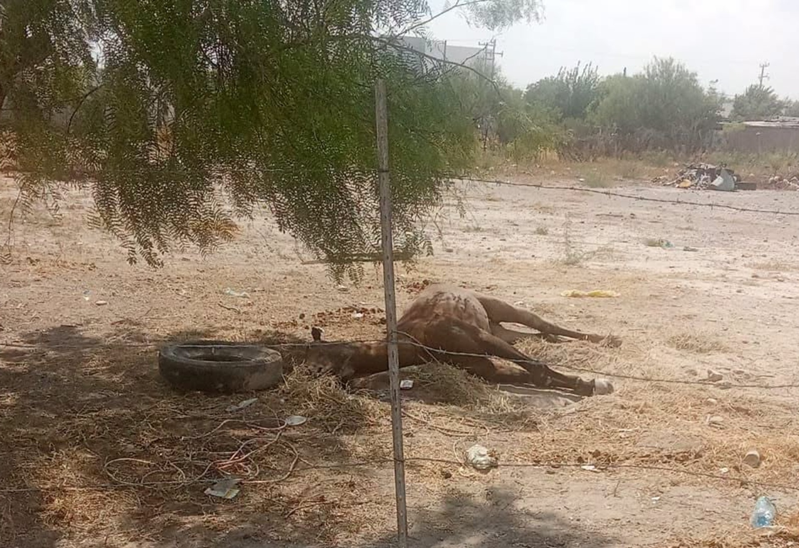 foto Caso de caballo muerto genera críticas previo a cabalgata sabinense