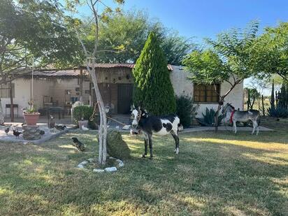 Primeros 40 equinos retirados de la tracción llegan a nuevos hogares en Torreón