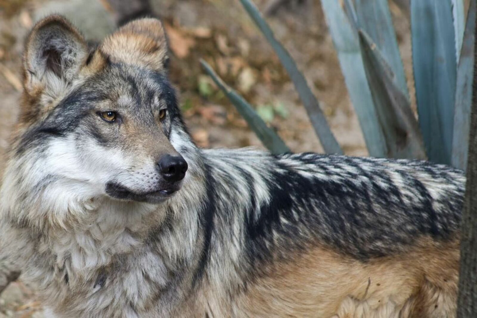 Trump ordena revisar protecciones del lobo gris mexicano en EU