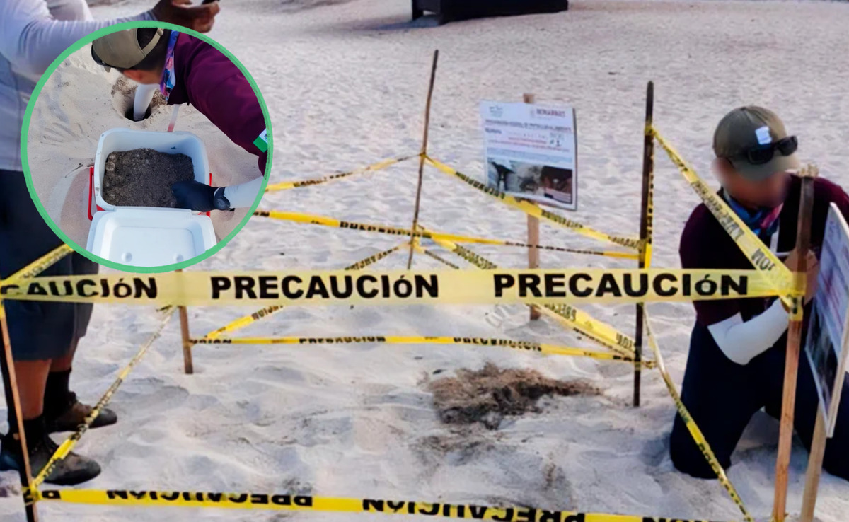 Profepa pone bajo vigilancia las playas de La Paz por nidos de tortuga golfina
