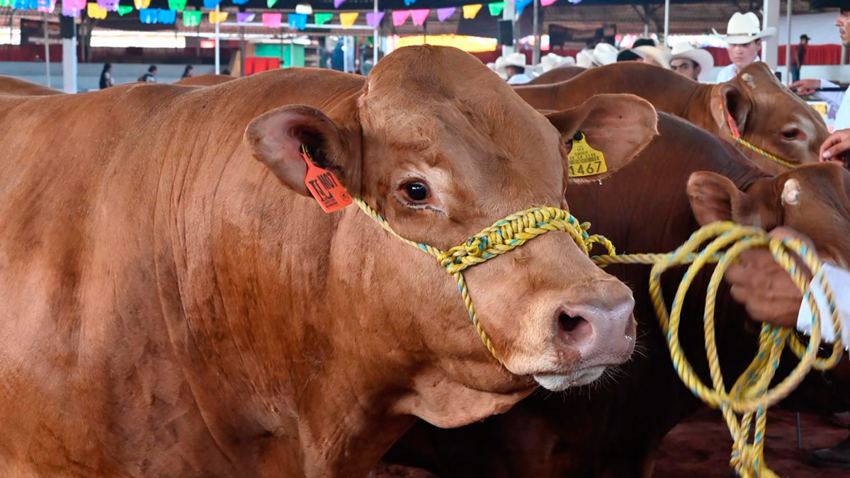México analiza posibles cambios al comercio de carne con EU