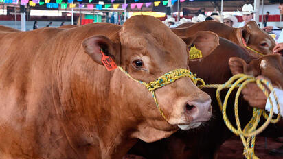México analiza posibles cambios al comercio de carne con EU