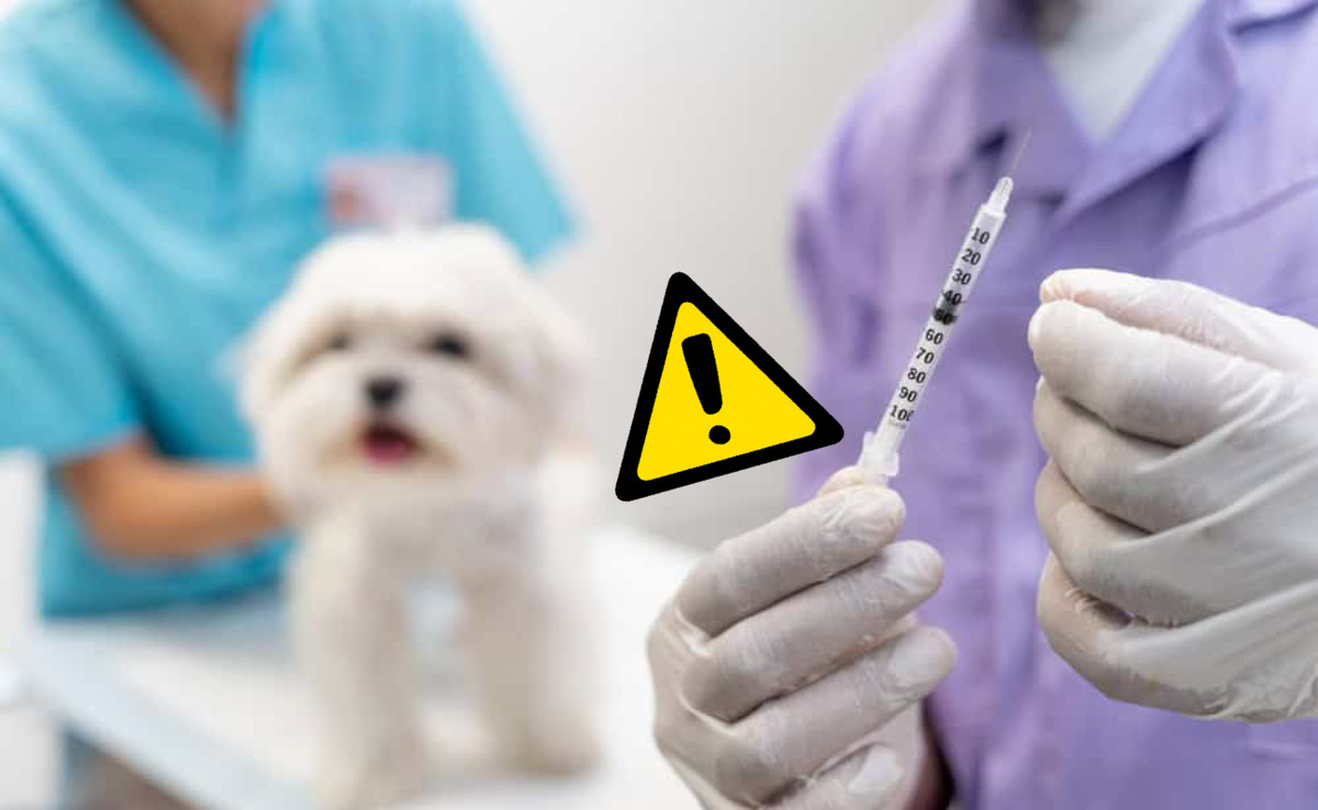 Detectan vacunas veterinarias falsificadas; estos son los lotes a evitar