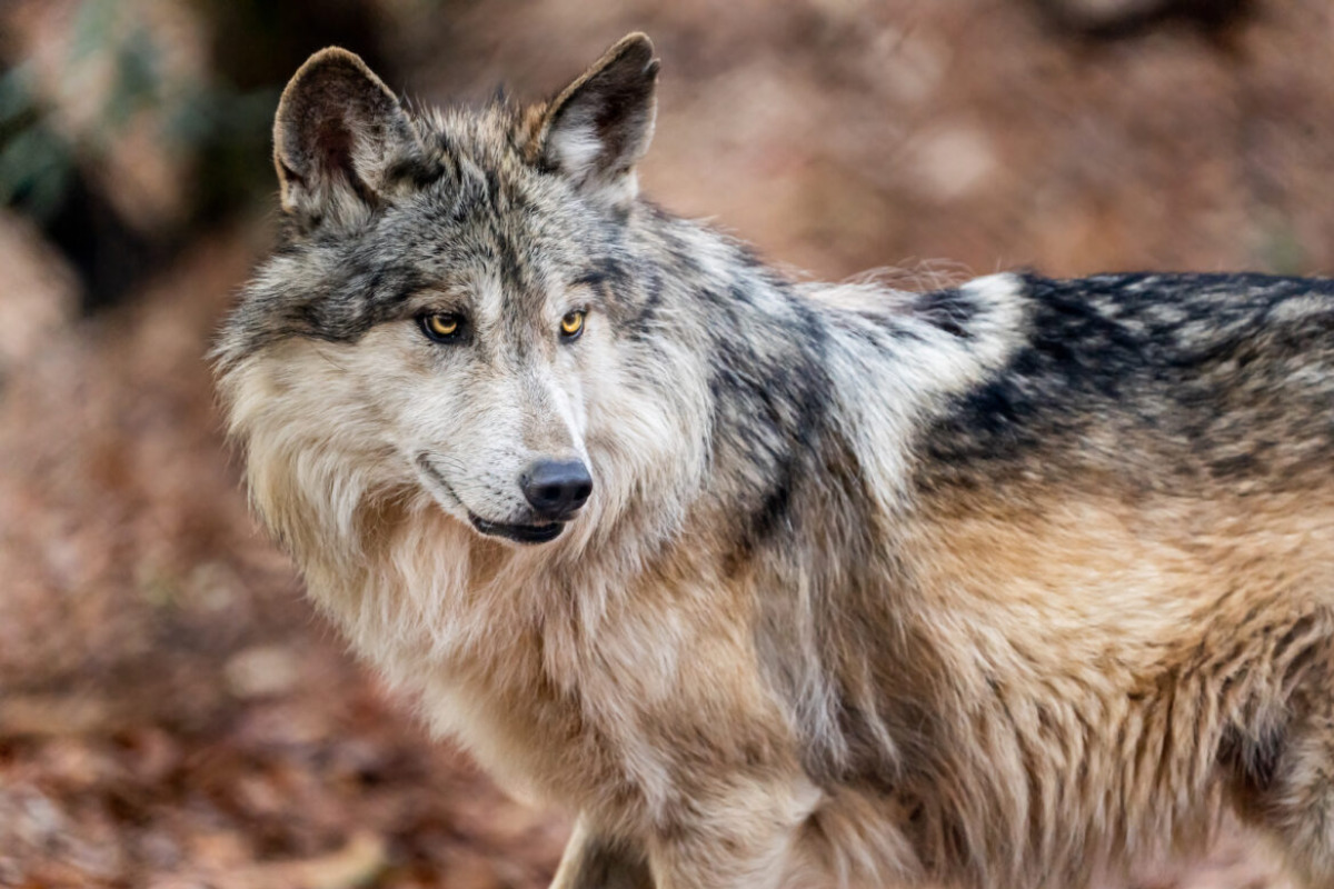 México defiende al lobo gris mexicano ante cambio de protección en EU