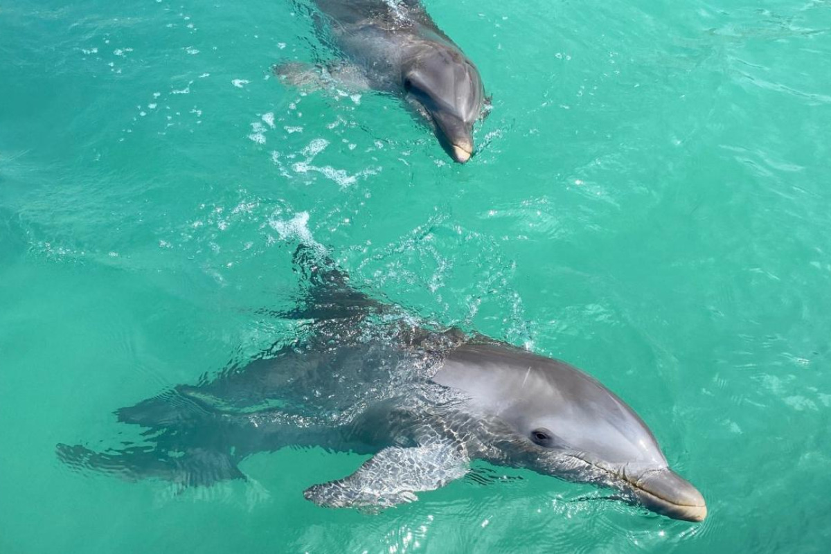 Preparan nueva regulación para trasladar a nueve delfines de Cancún