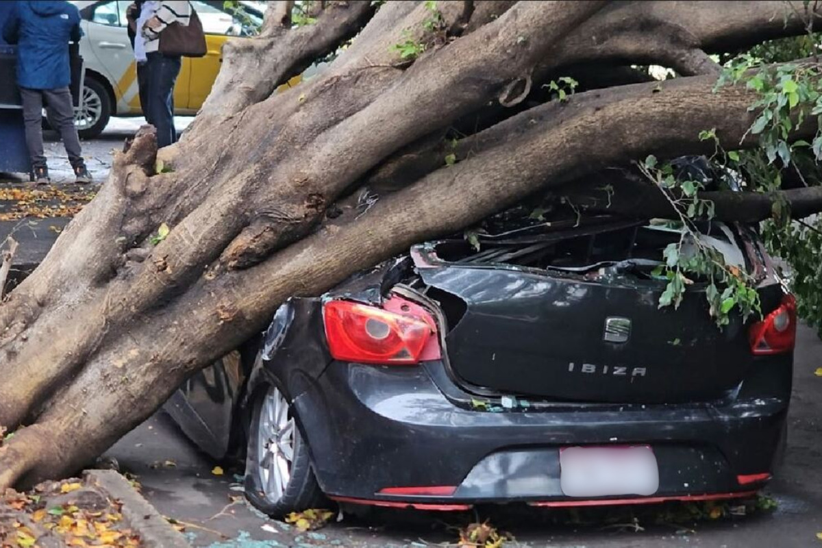 Árbol de 10 metros aplasta coche en Guadalajara; conductor sale ileso