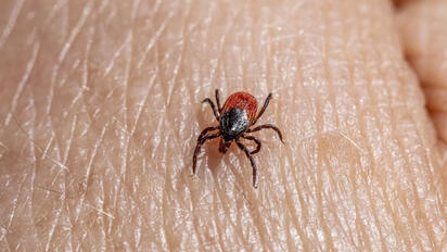 Detectan nuevo virus transmitido por garrapatas: síntomas y riesgos que debes conocer
