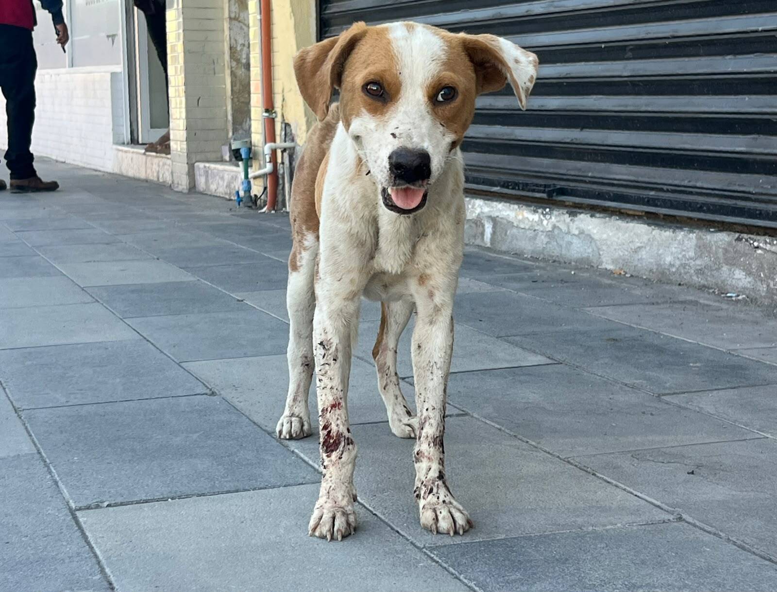 Analizan aumentar sanciones por maltrato animal en Coahuila