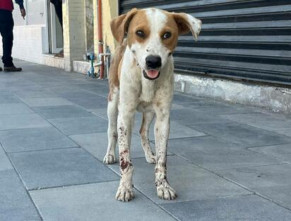 Analizan aumentar sanciones por maltrato animal en Coahuila