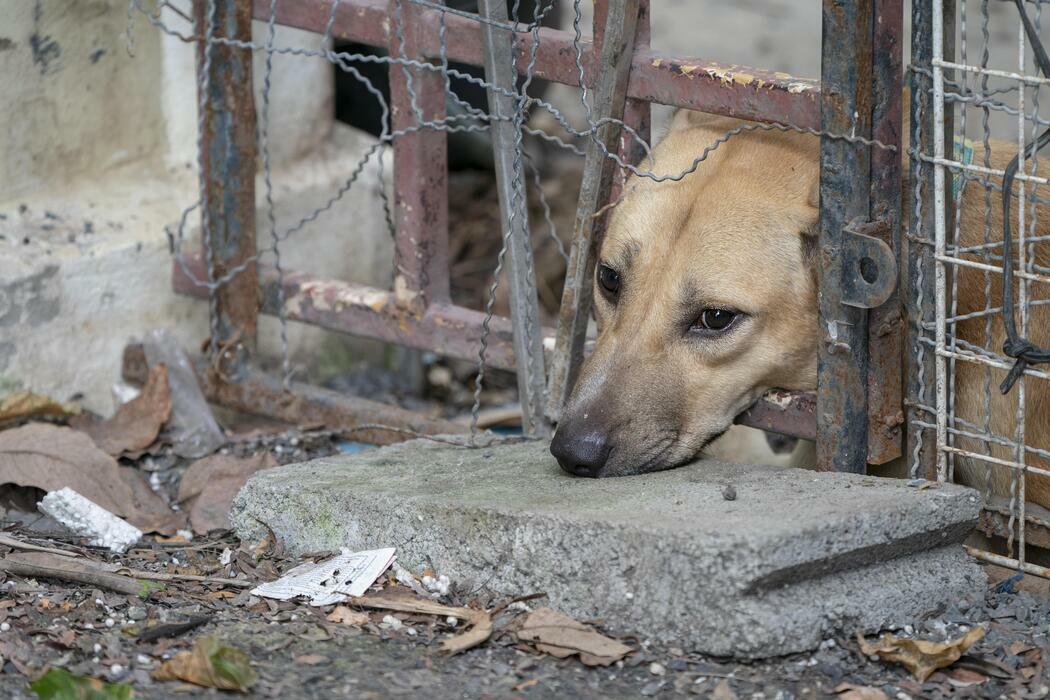 Proponen elevar sanciones y fortalecer la ley contra maltrato animal