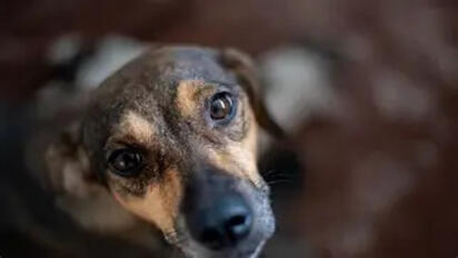Palacio Nacional adopta a Rollo, un cachorro mestizo de apoyo emocional