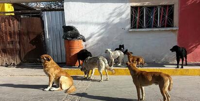 Autoridades sanitarias refuerzan prevención y capacitación tras detectar casos positivos de rickettsia durante 2026. Un total de 72 casos sospechosos